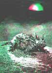 Styracosaurus albertensis